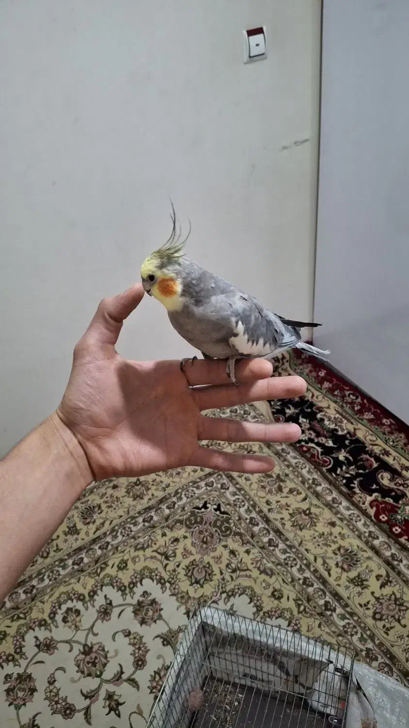 عروس هلندی|پرنده|همدان, |دیوار