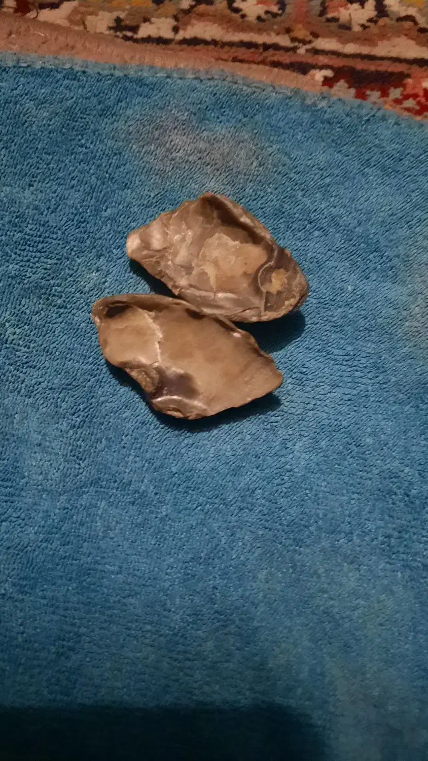 فسیل صدف دوطرفه|کلکسیون اشیاء عتیقه|کوهدشت, |دیوار