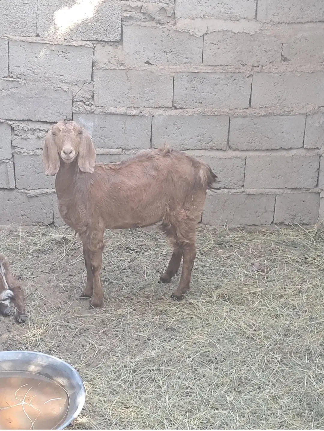 دوزدیده شدن|حیوانات|گنبکی, |دیوار