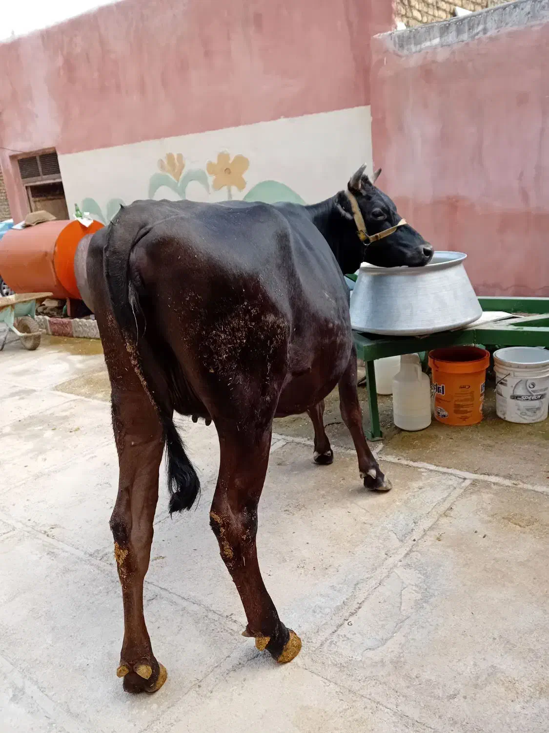 گاو|حیوانات مزرعه|خاوه, |دیوار