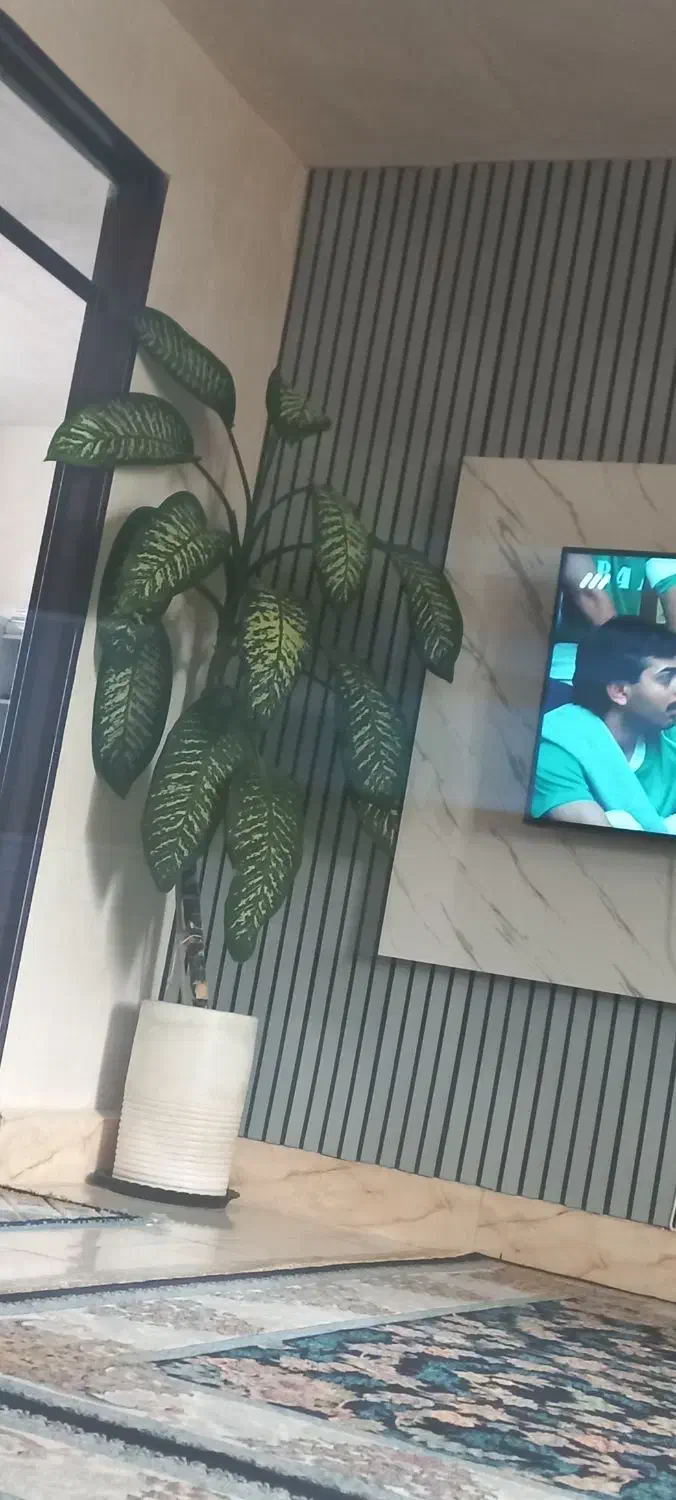 گل دیفن|گل و گیاه طبیعی|درب گنبد, |دیوار