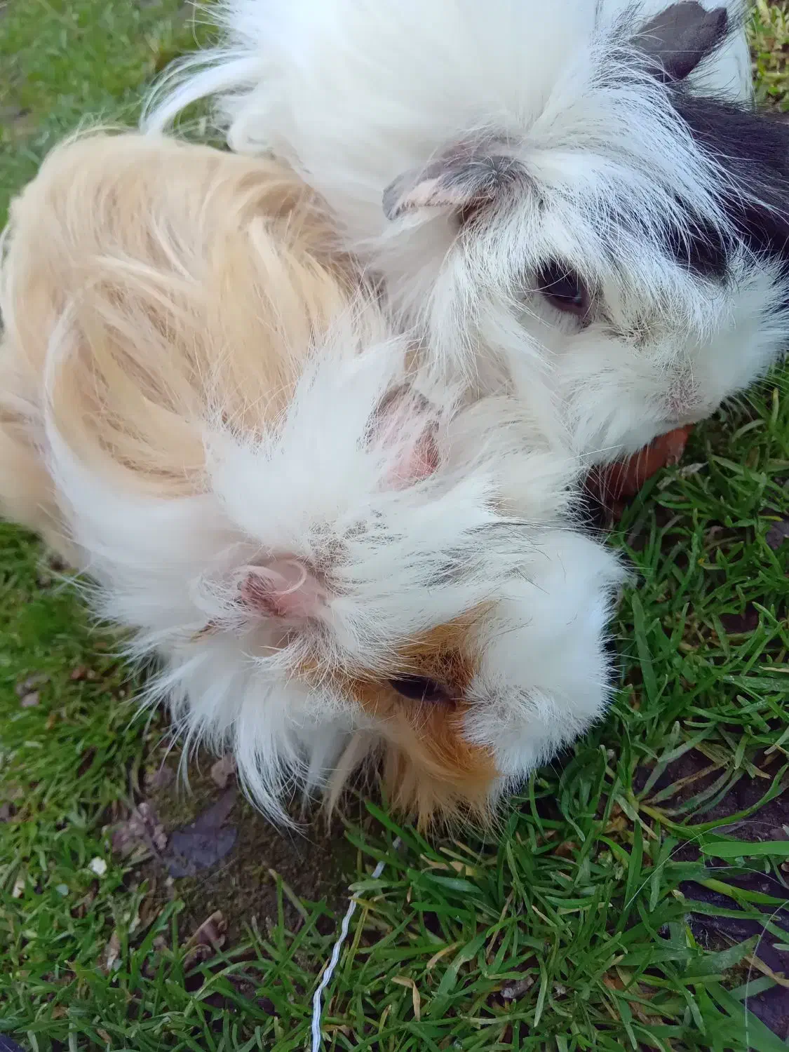 خوکچه فشن هندی|موش و خرگوش|کوچصفهان, |دیوار