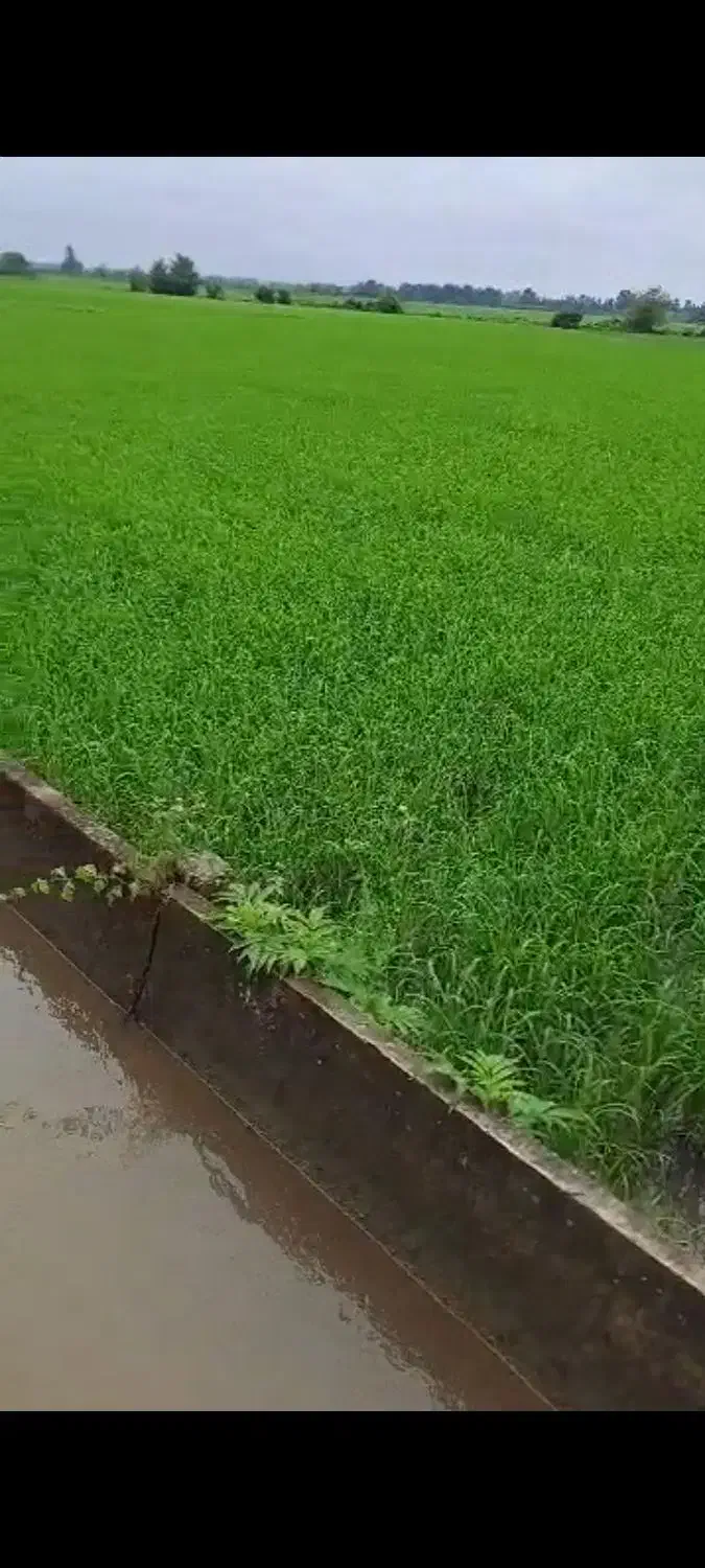 زمین کشاورزی رشت|فروش دفتر صنعتی، کشاورزی، تجاری|تولم شهر, |دیوار