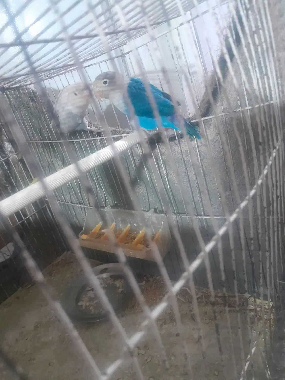 طوطی برزیلی|پرنده|قیدار, |دیوار