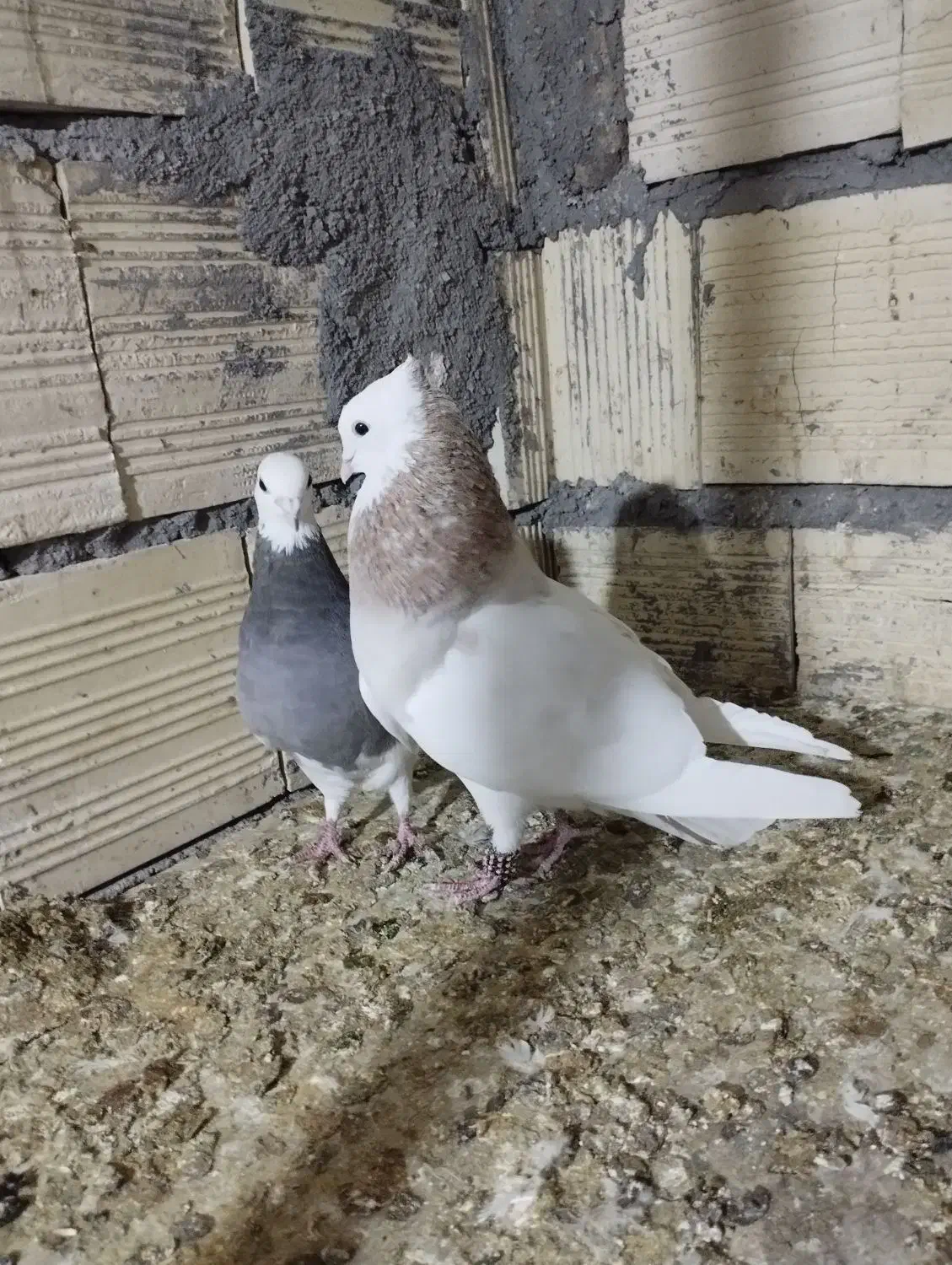 نرماده طوقی|پرنده|بم, |دیوار