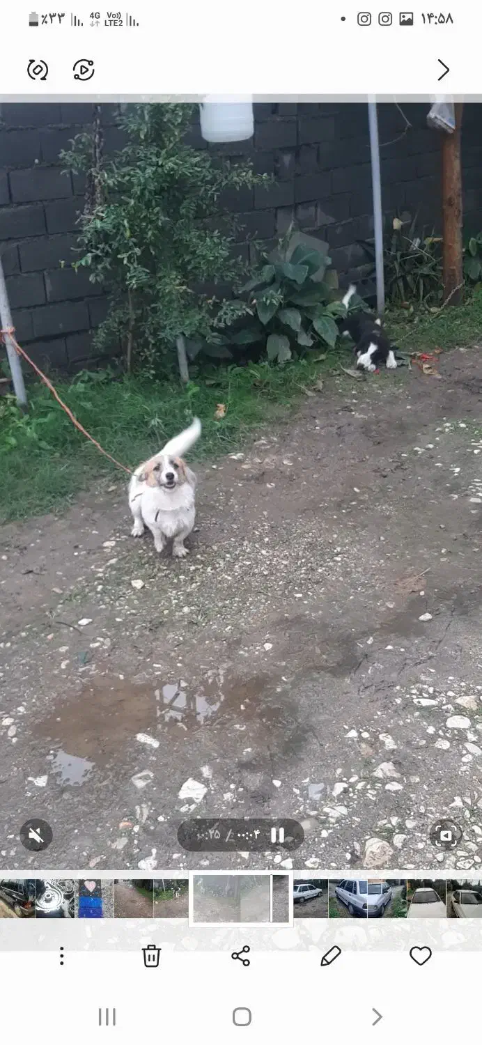 فروش سگ پاکوتاه|سگ|نوشهر, |دیوار