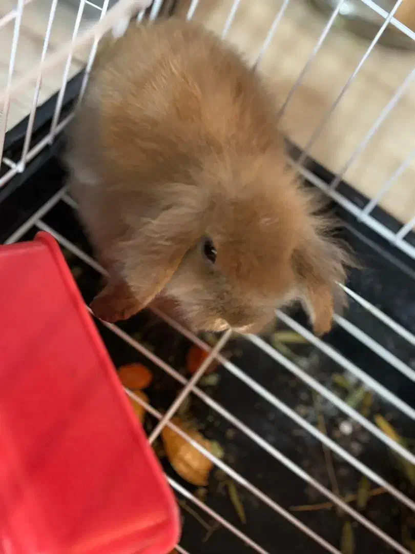 خرگوش لوپ|موش و خرگوش|بندرعباس, |دیوار