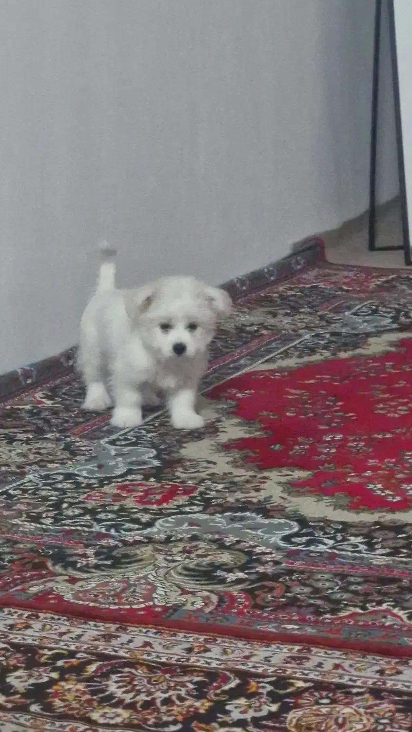 سگ بسیارخوب زرنگ شیتزو|سگ|بجنورد, |دیوار