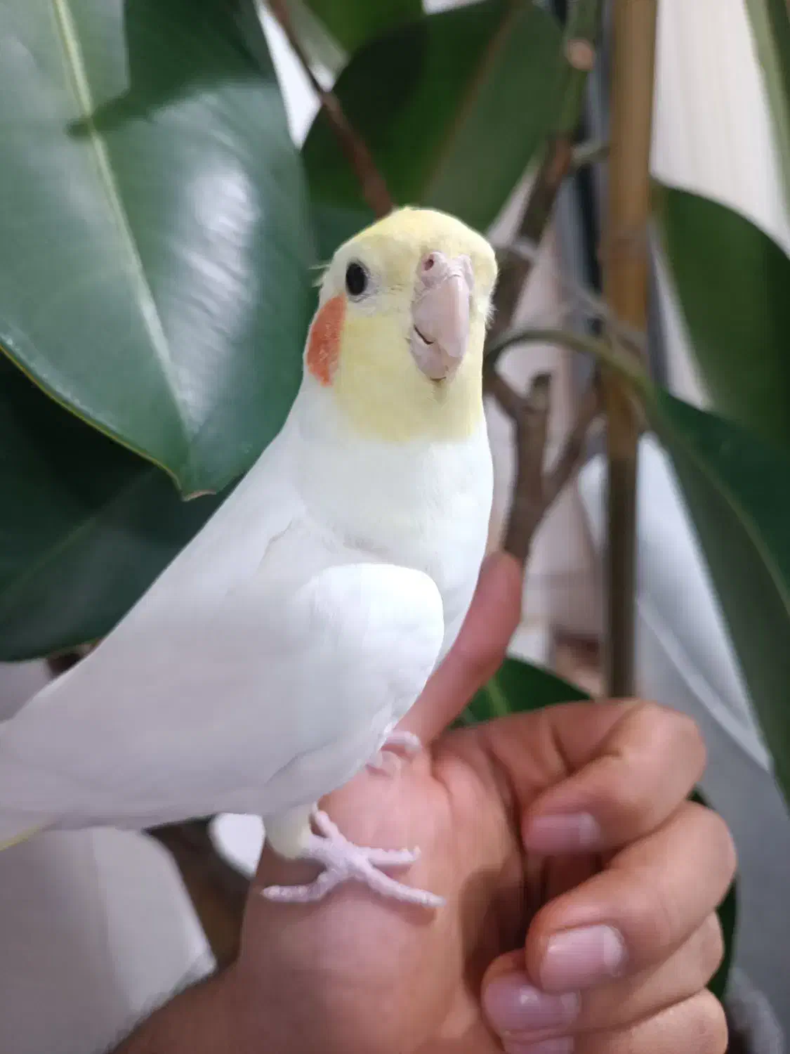 عروس هلندی سخنگو|پرنده|طبس, |دیوار