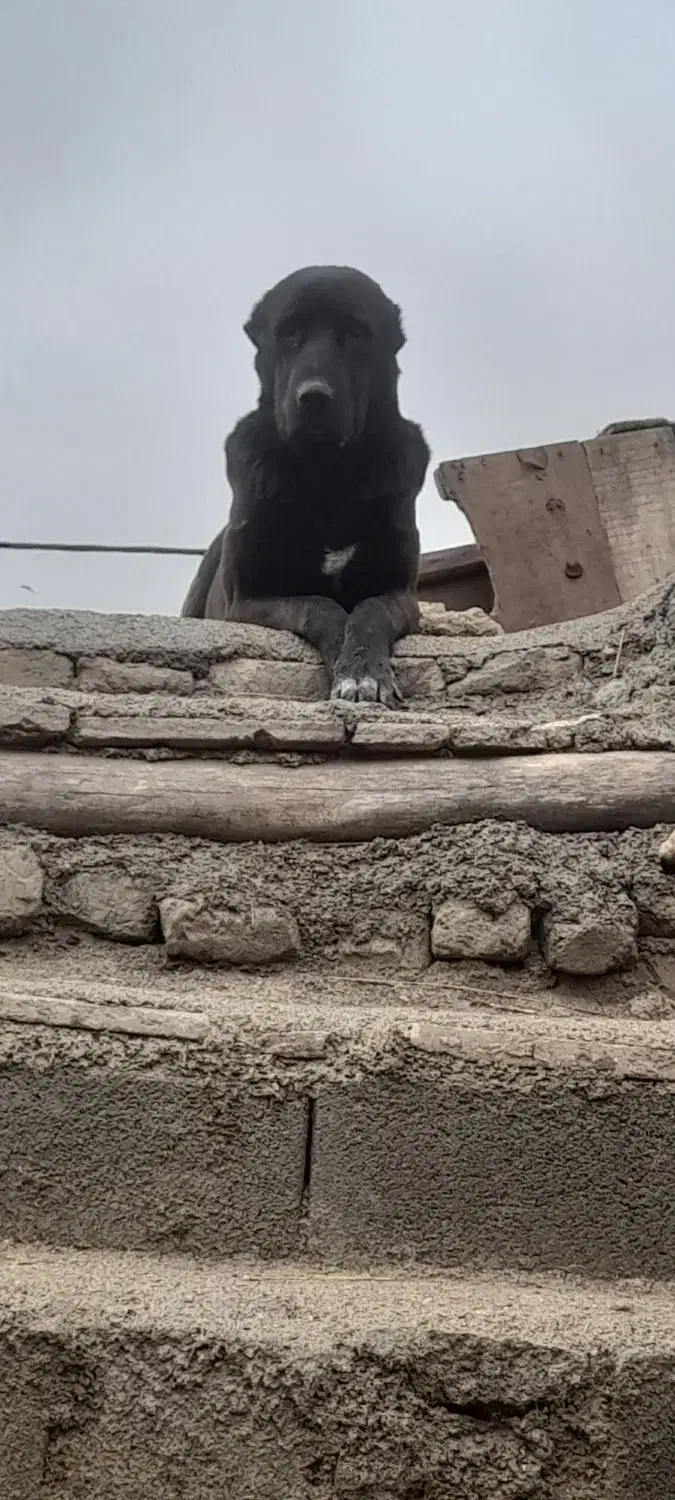 سراب|سگ|اسفراین, |دیوار