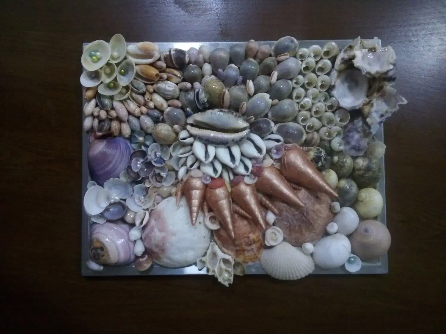 وسایل صدفی|بدلیجات|بندرعباس, |دیوار