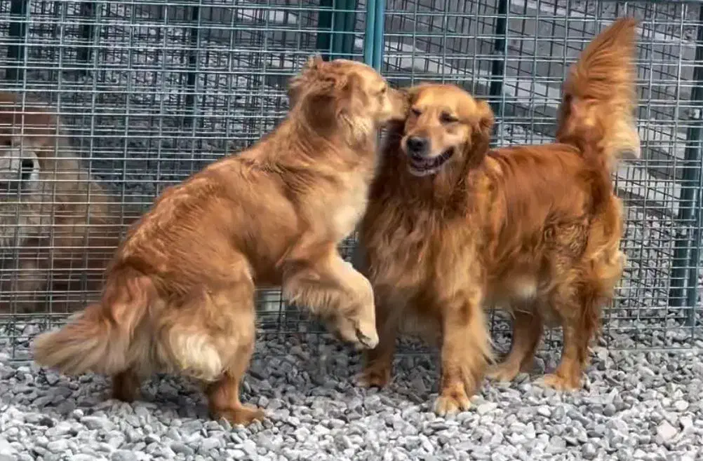 گلدن رتریور|سگ|بومهن, |دیوار