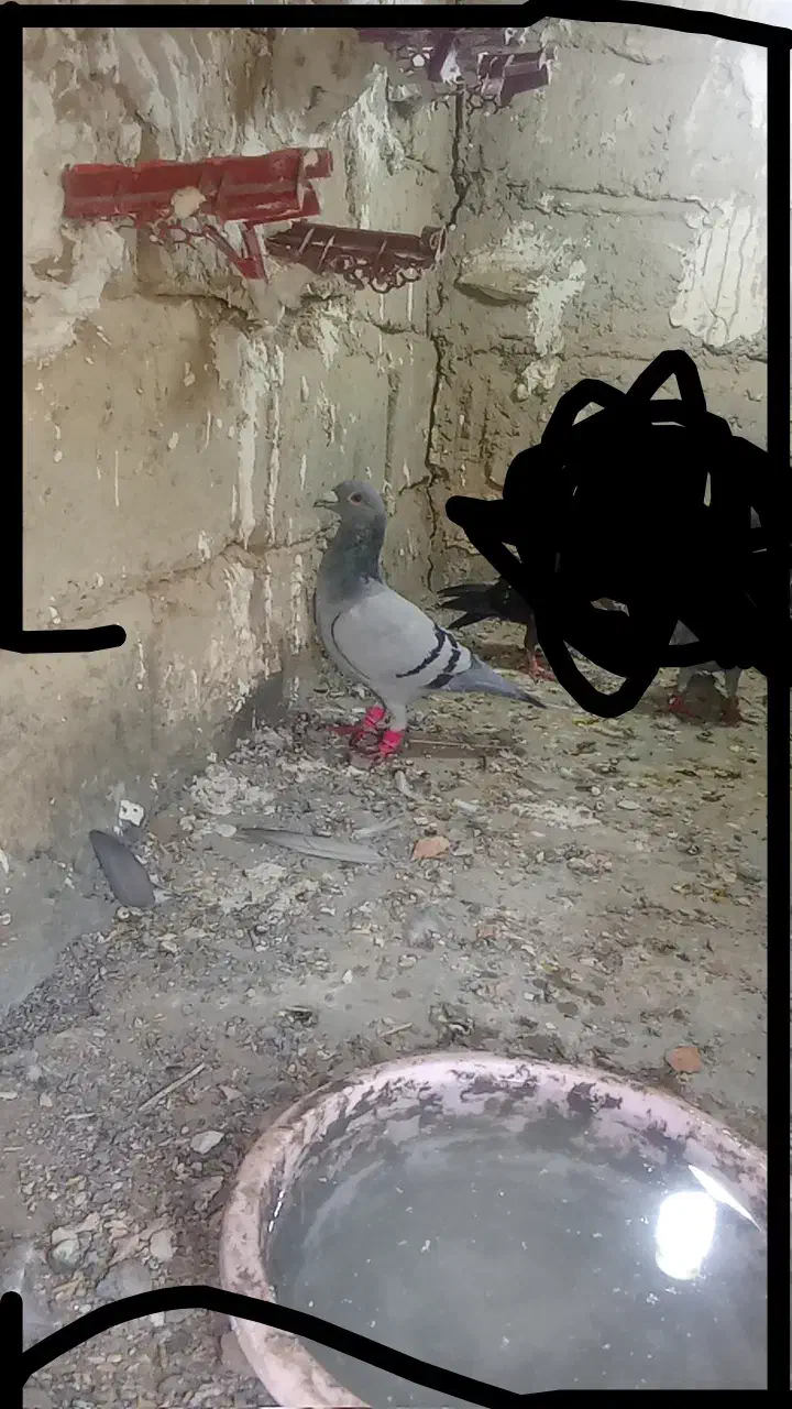 کبوتر سبز|پرنده|زهک, |دیوار