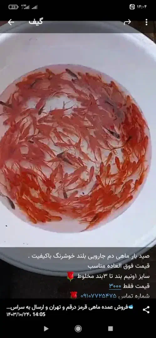 ماهی ساده|ماهی|سنگر, |دیوار