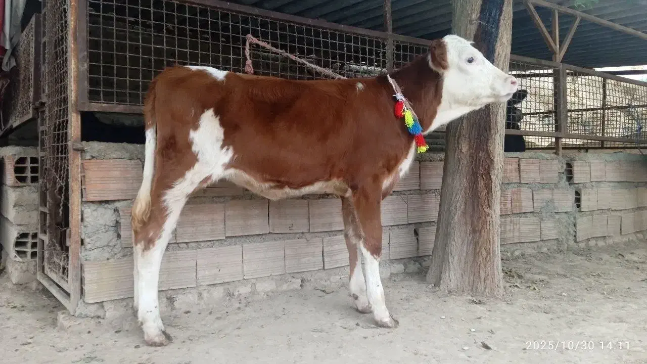 2 عدد گوساله سیمینتال ماده قرمز شرابی 4 ماهه|حیوانات مزرعه|گنبد کاووس, |دیوار