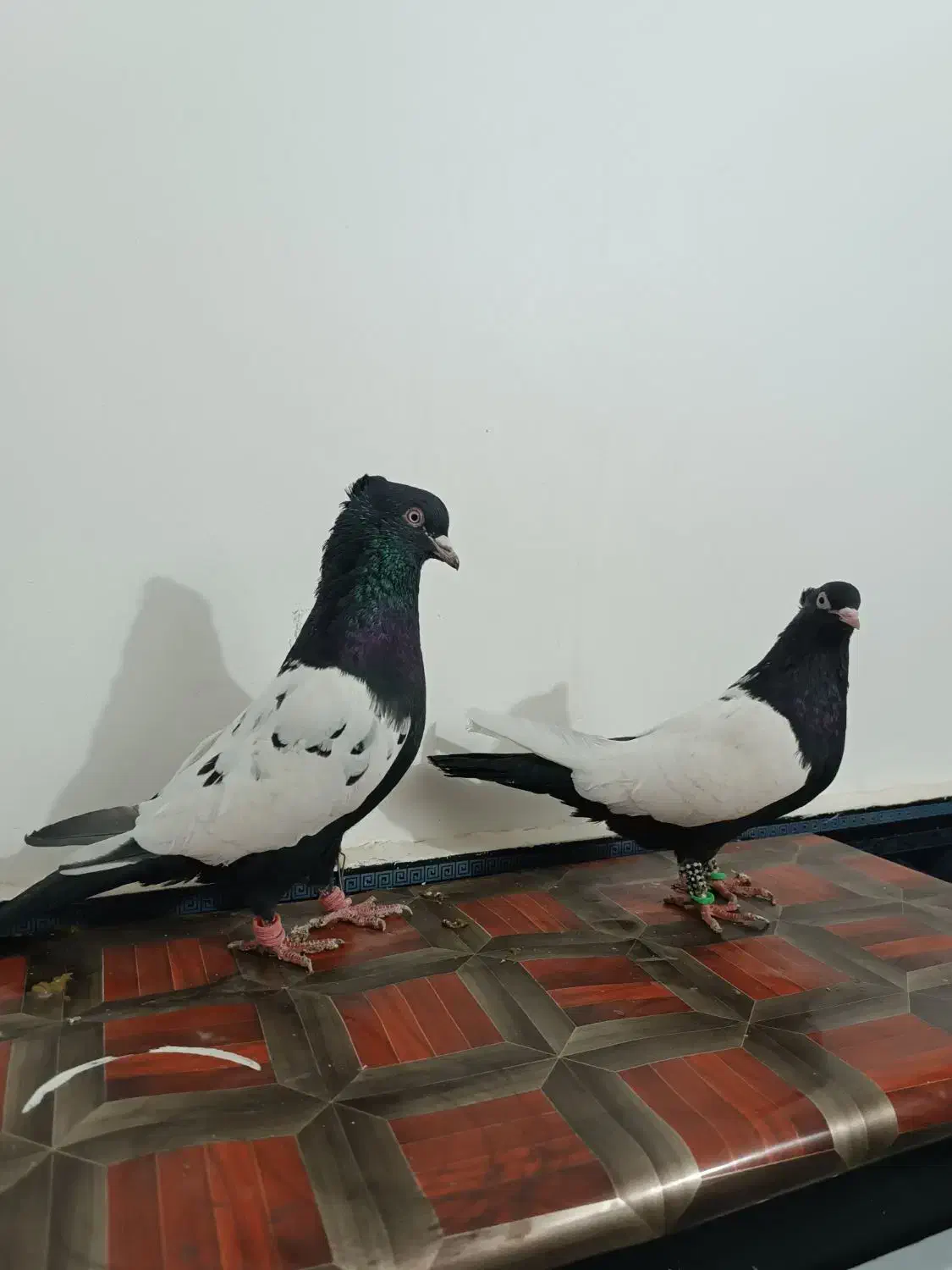 رنگه|پرنده|تربت جام, معدآباد|دیوار