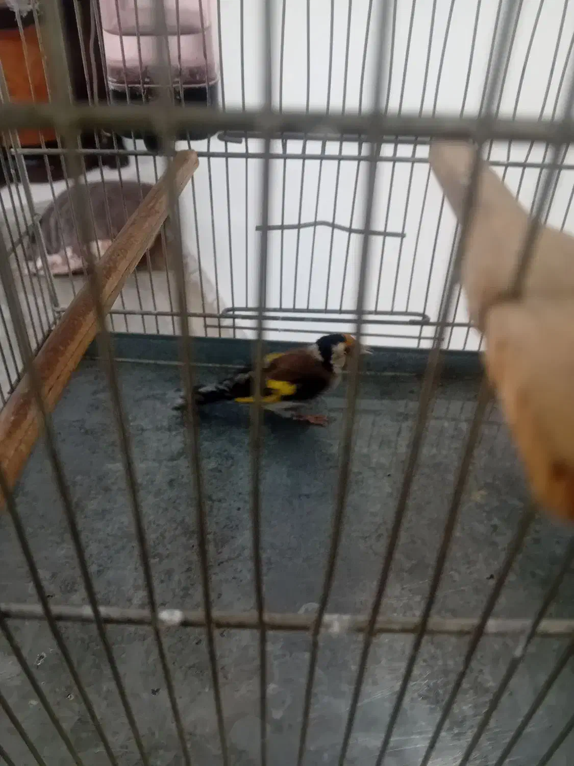 سهره جوجه قفس|پرنده|ری, جوانمرد قصاب|دیوار