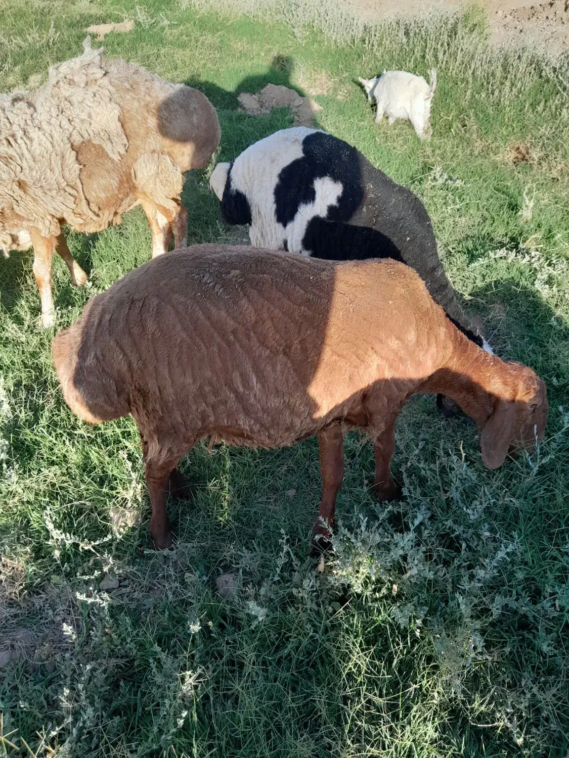 بره نر وماده|حیوانات مزرعه|قائن, |دیوار