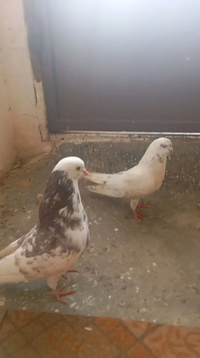 کبوتر جفتی خیلی خوب|پرنده|قائمشهر, |دیوار