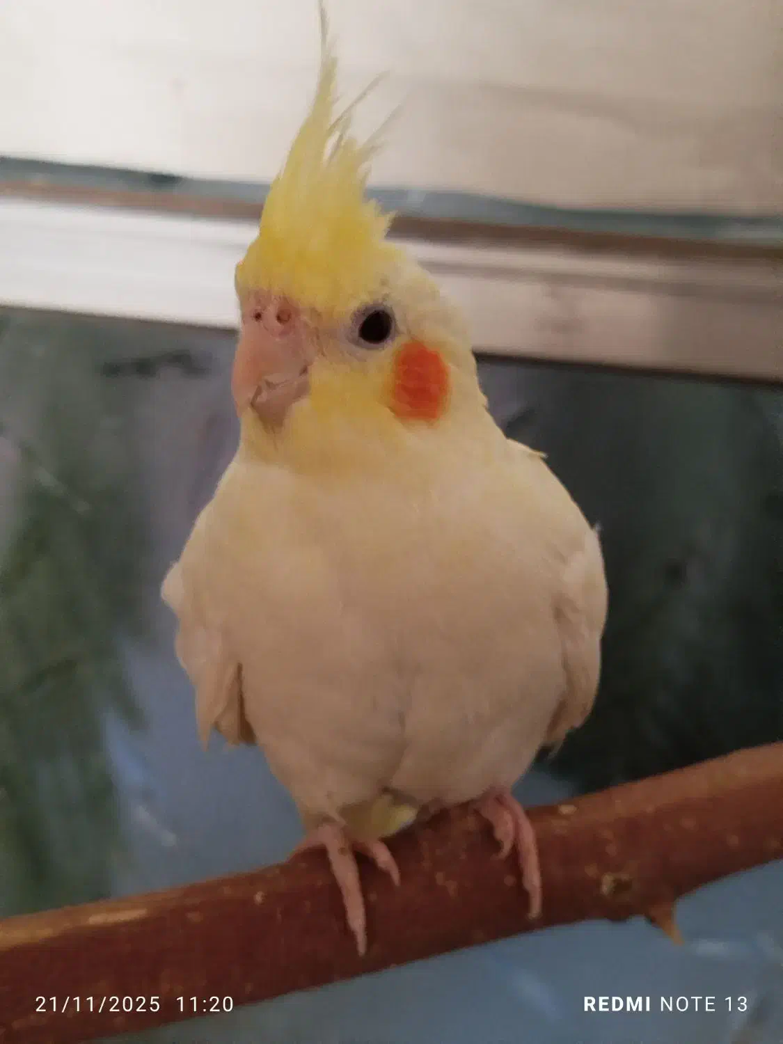 عروس هلندی جوجه|پرنده|یزد, |دیوار