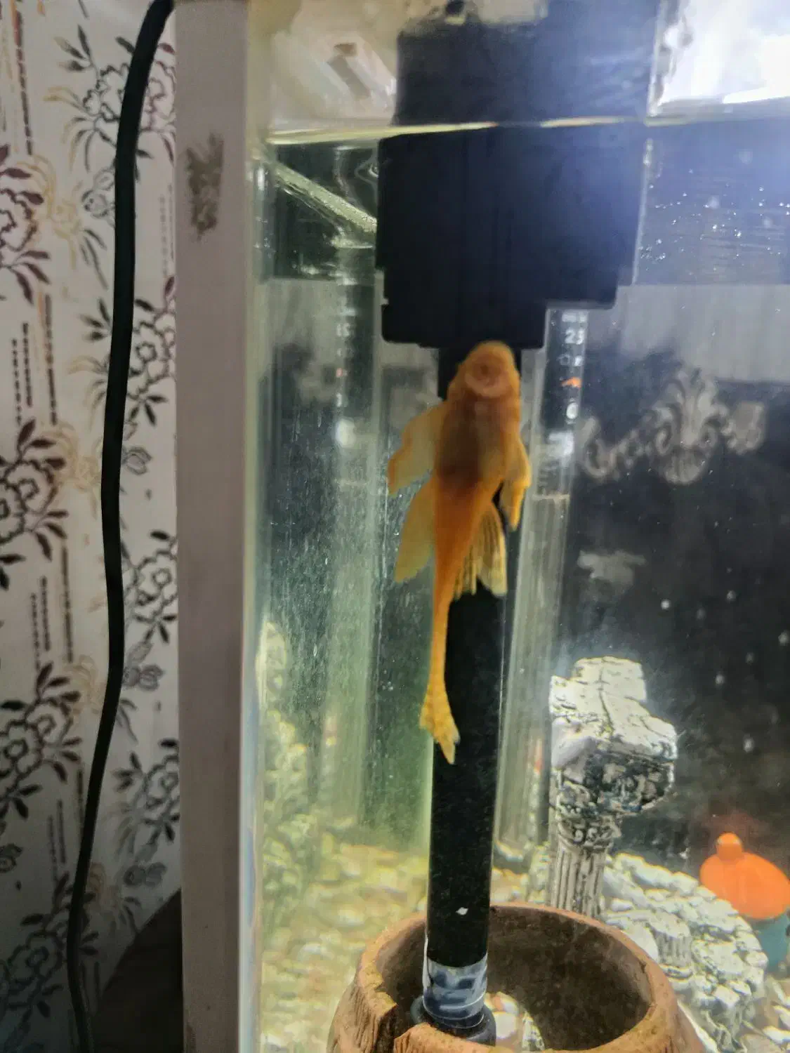 لجنخار|ماهی|نظرآباد, مسکن مهر نظرآباد|دیوار