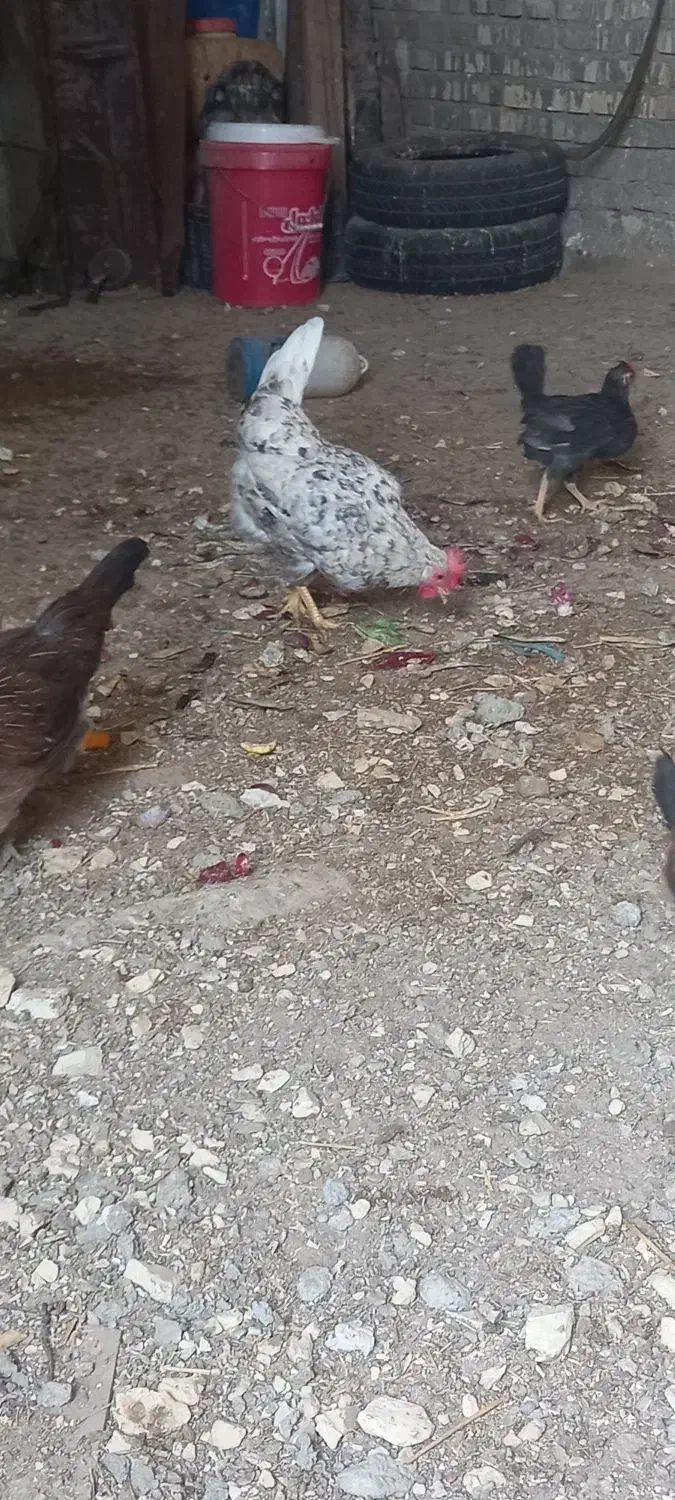 مرغ وخروس عربی در حمیدیه|حیوانات مزرعه|حمیدیه, |دیوار