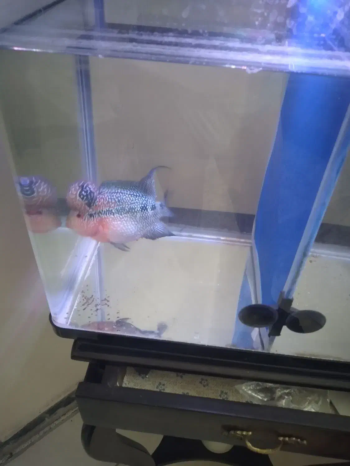 ماهی فلاور|ماهی|تهران, هفت چنار|دیوار