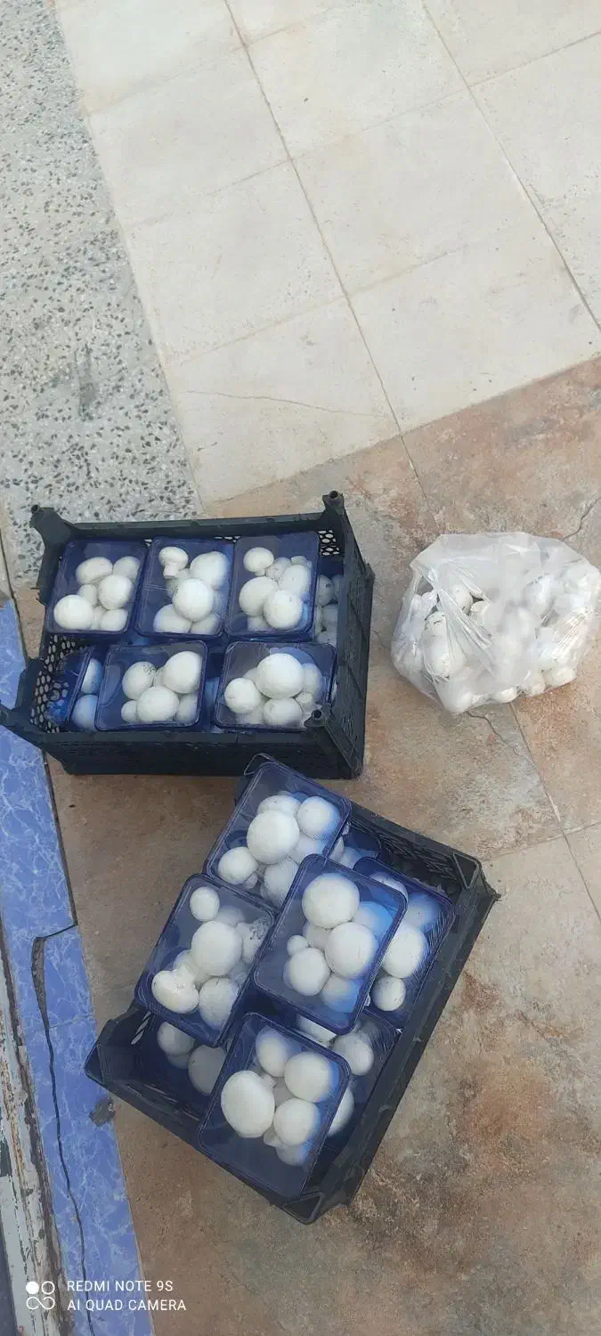 قارچ سبدی/کارتنی/بسته بندی|خوردنی و آشامیدنی|ارژن, |دیوار