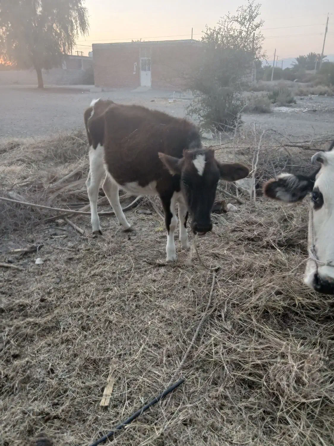 گوساله ماده فروشی|حیوانات مزرعه|جیرفت, |دیوار