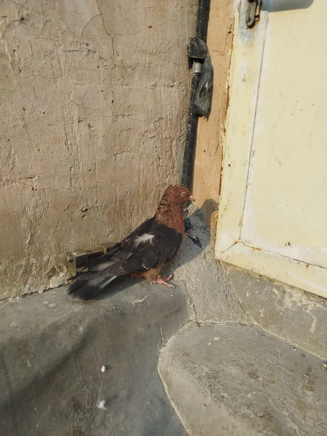 نر آرشینگل|پرنده|قم, چهل اختران|دیوار