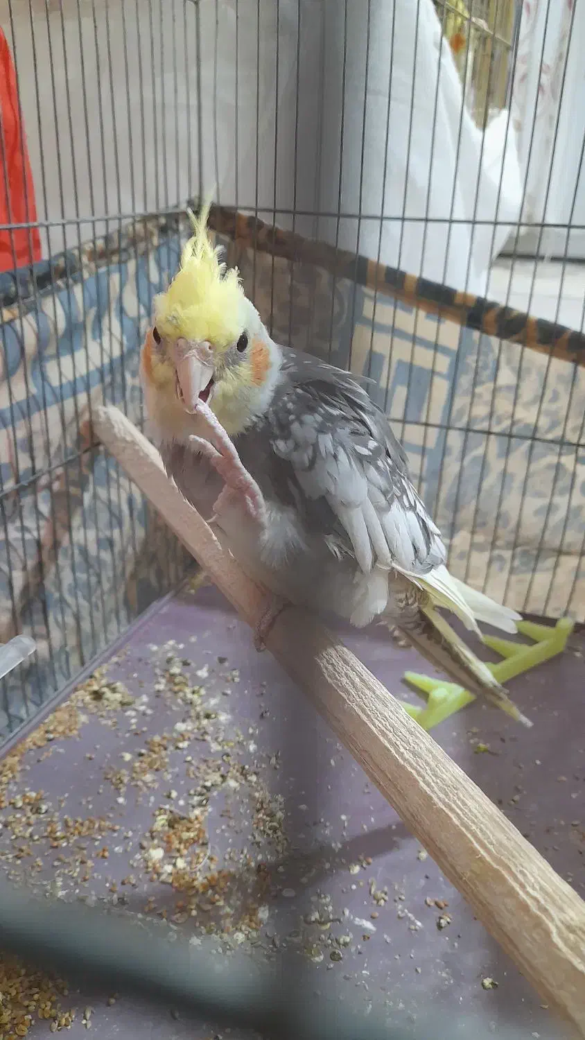 عروس هلندی|پرنده|هشتگرد, شهرک راه آهن|دیوار