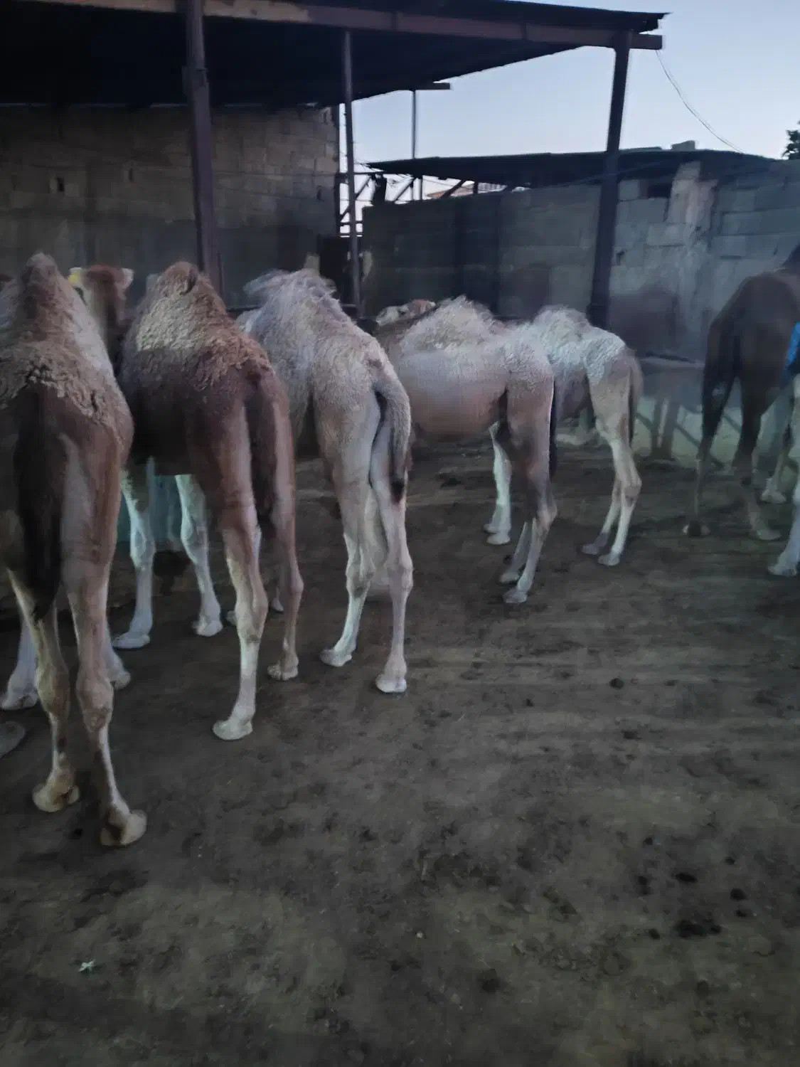 فروش انواع شتر شیری کشتاری علی آباد ارسال داریم|حیوانات مزرعه|شیراز, علی آباد|دیوار