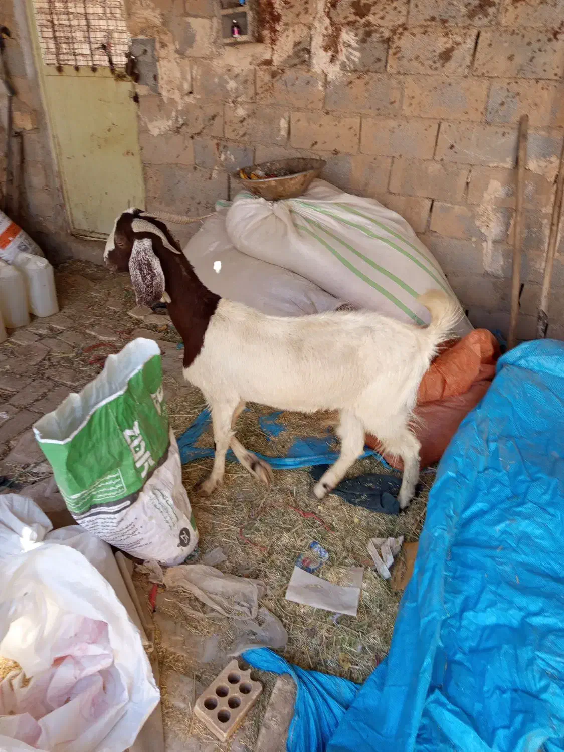 بز پاکستانی|حیوانات مزرعه|حمیدیا, |دیوار