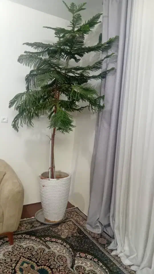 کاج مطبق زیر قیمت همه جا|گل و گیاه طبیعی|بهارستان, |دیوار