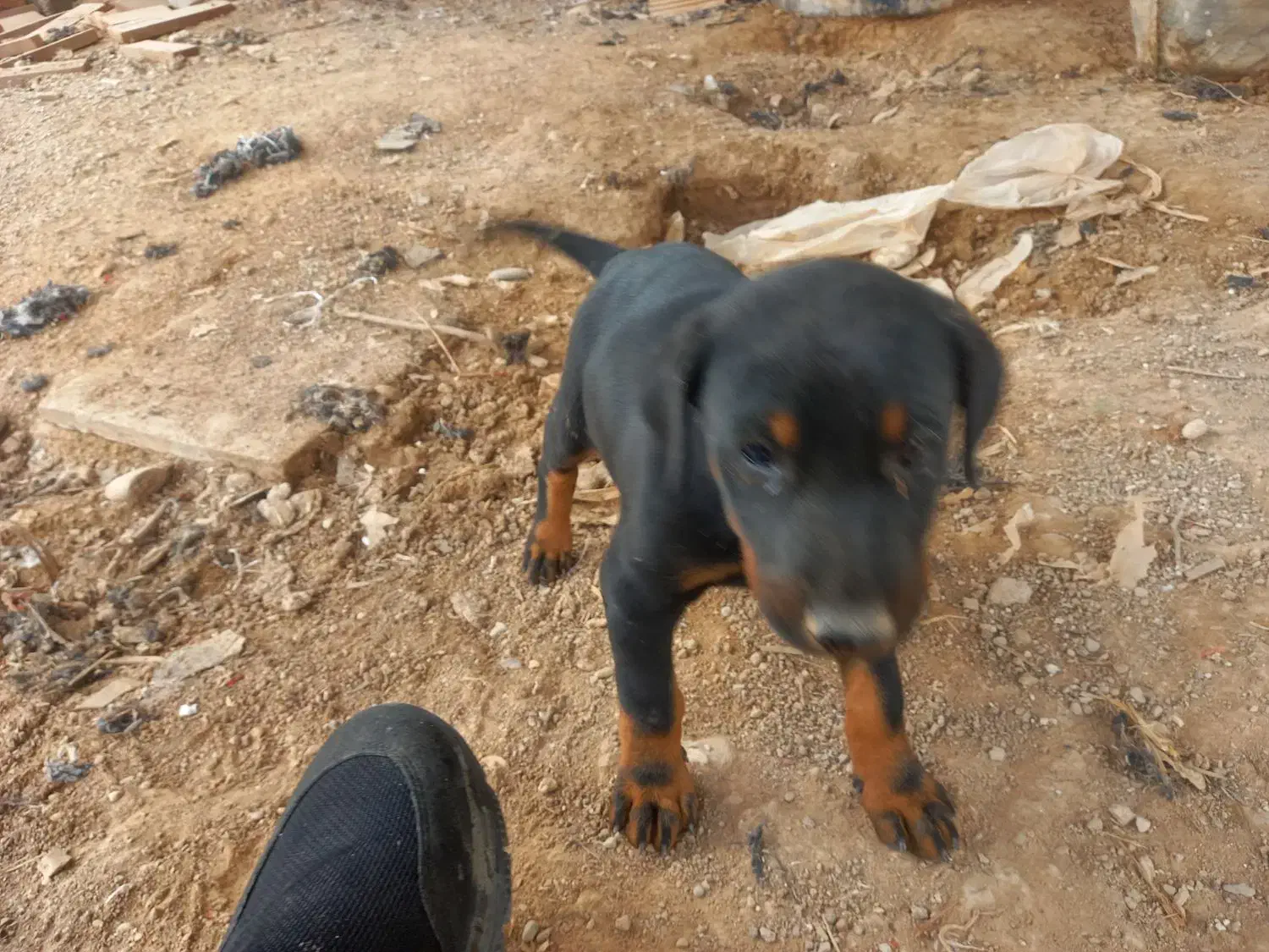 توله دوبرمن ماده|سگ|دزفول, |دیوار