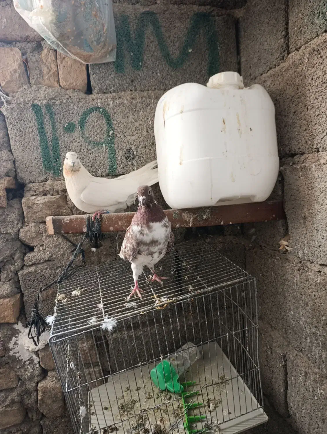 دوتاکفتر غریب گیری تهرانی|پرنده|کوهسار (البرز), |دیوار