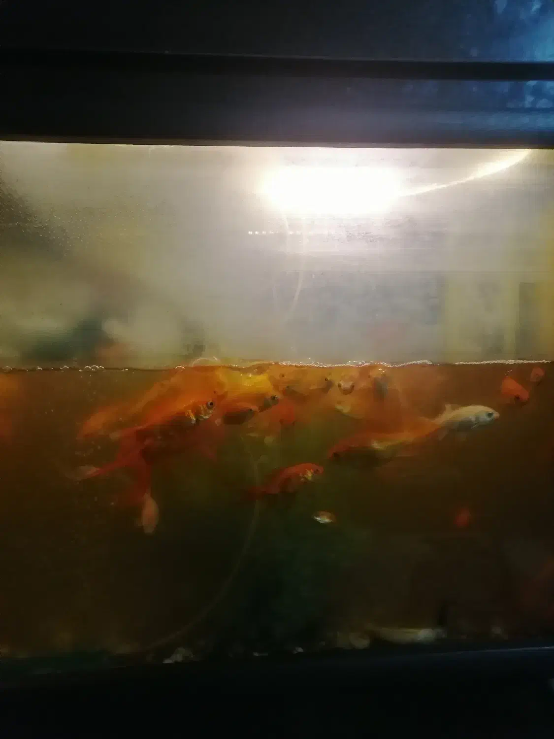 ماهی قرمز|ماهی|نجف‌آباد, شریعتی|دیوار