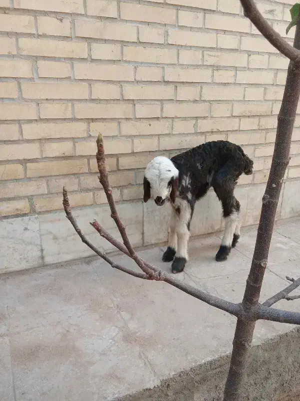 بره شیری|حیوانات مزرعه|حمیدیا, |دیوار