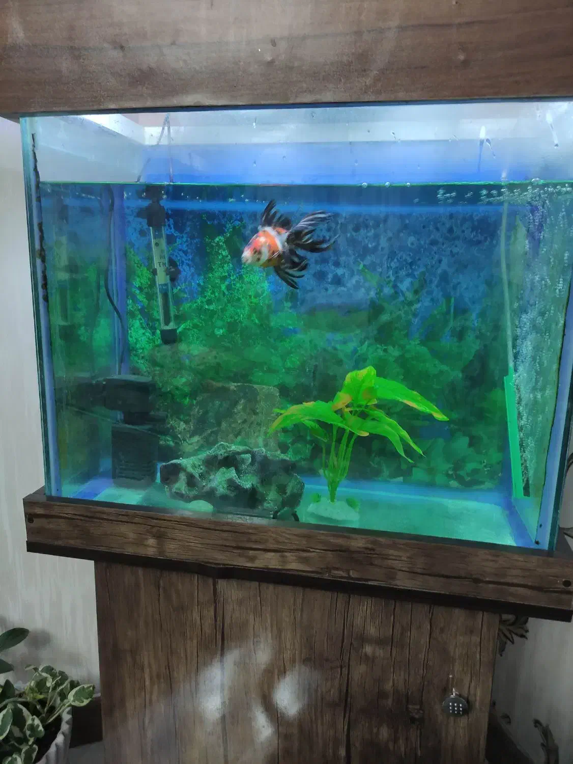 اکواریوم 100 لیتری|ماهی|پرند, فاز ۲|دیوار