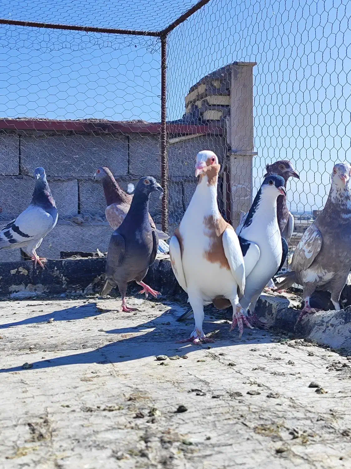 8عدد کفتر شکار|پرنده|کرمان, |دیوار