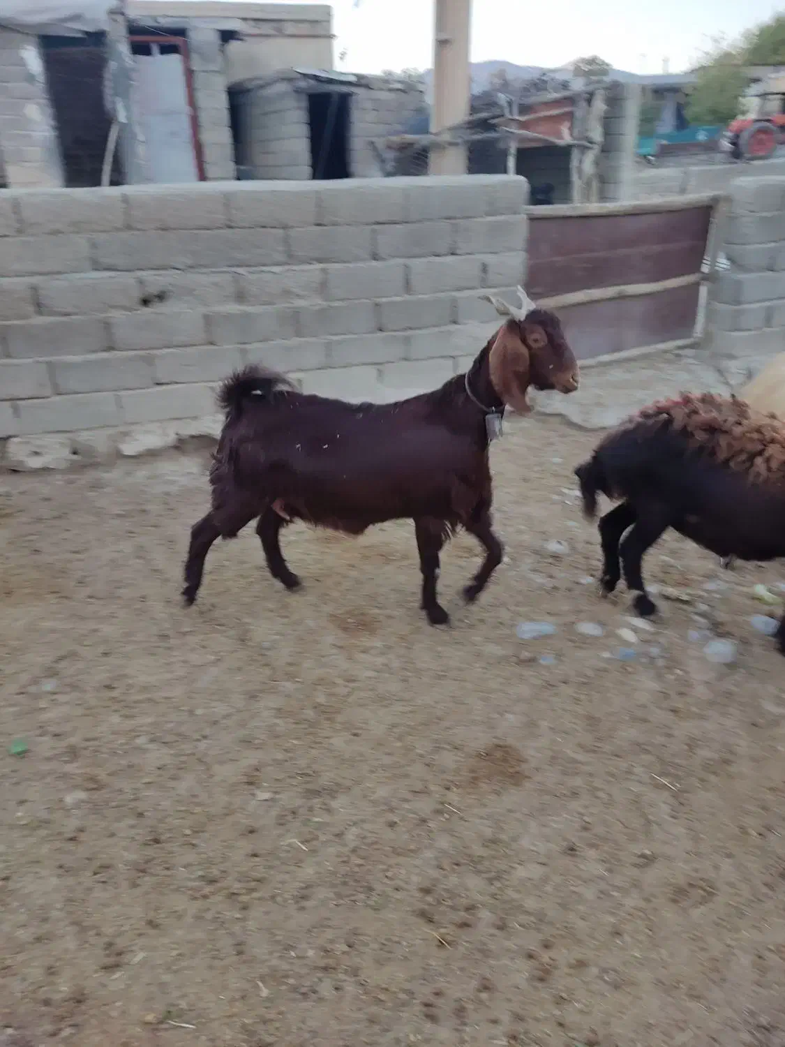 بز.|حیوانات مزرعه|خرم‌آباد, |دیوار