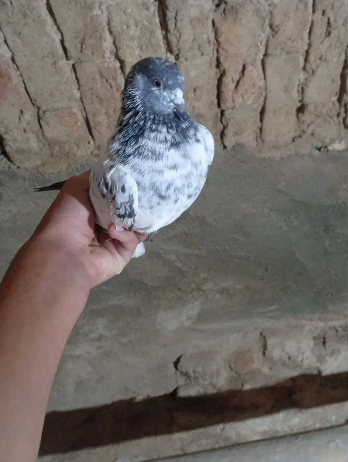 کبوتر ماده|پرنده|سریش آباد, |دیوار