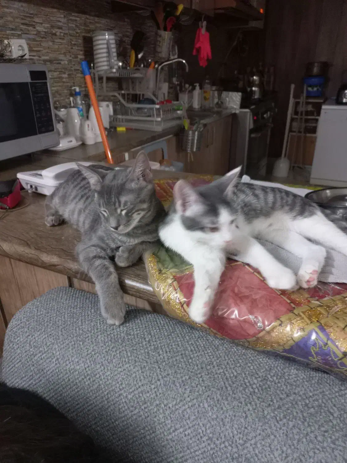 واگذاری گربه|گربه|مشهد, چهارچشمه|دیوار