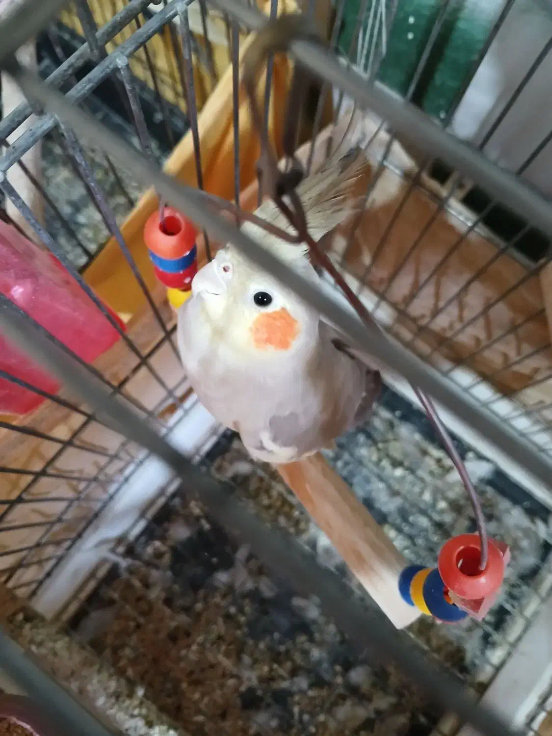 عروس هلندی جفت مولد سخن گو|پرنده|نظرآباد, نظرآباد|دیوار