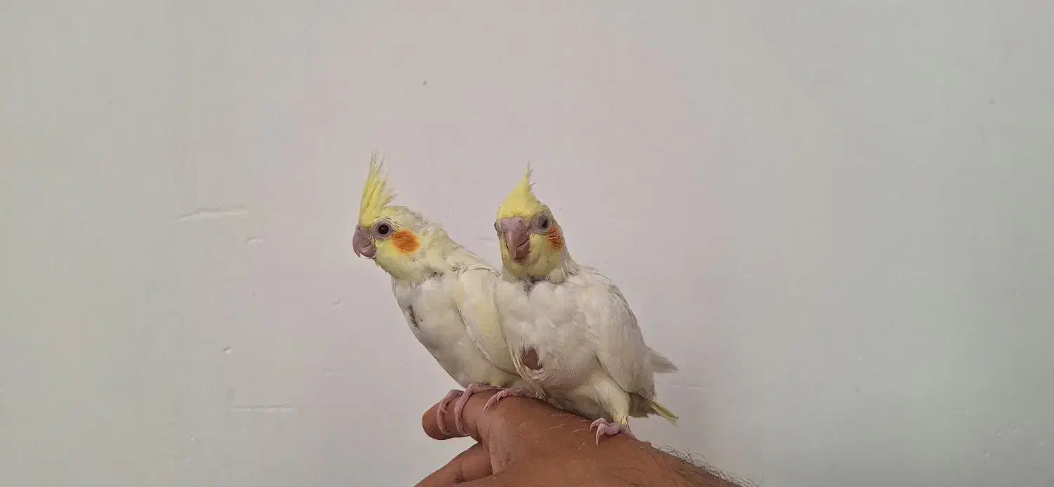 جوجه عروس هلندی|پرنده|چمران, |دیوار