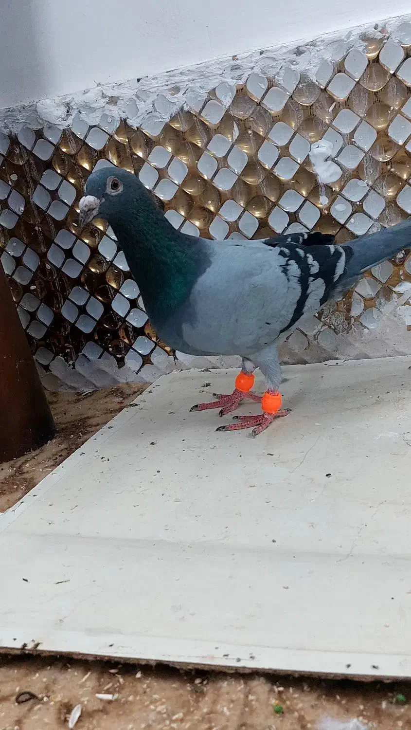 کبوتز|پرنده|مشهد, انصار|دیوار