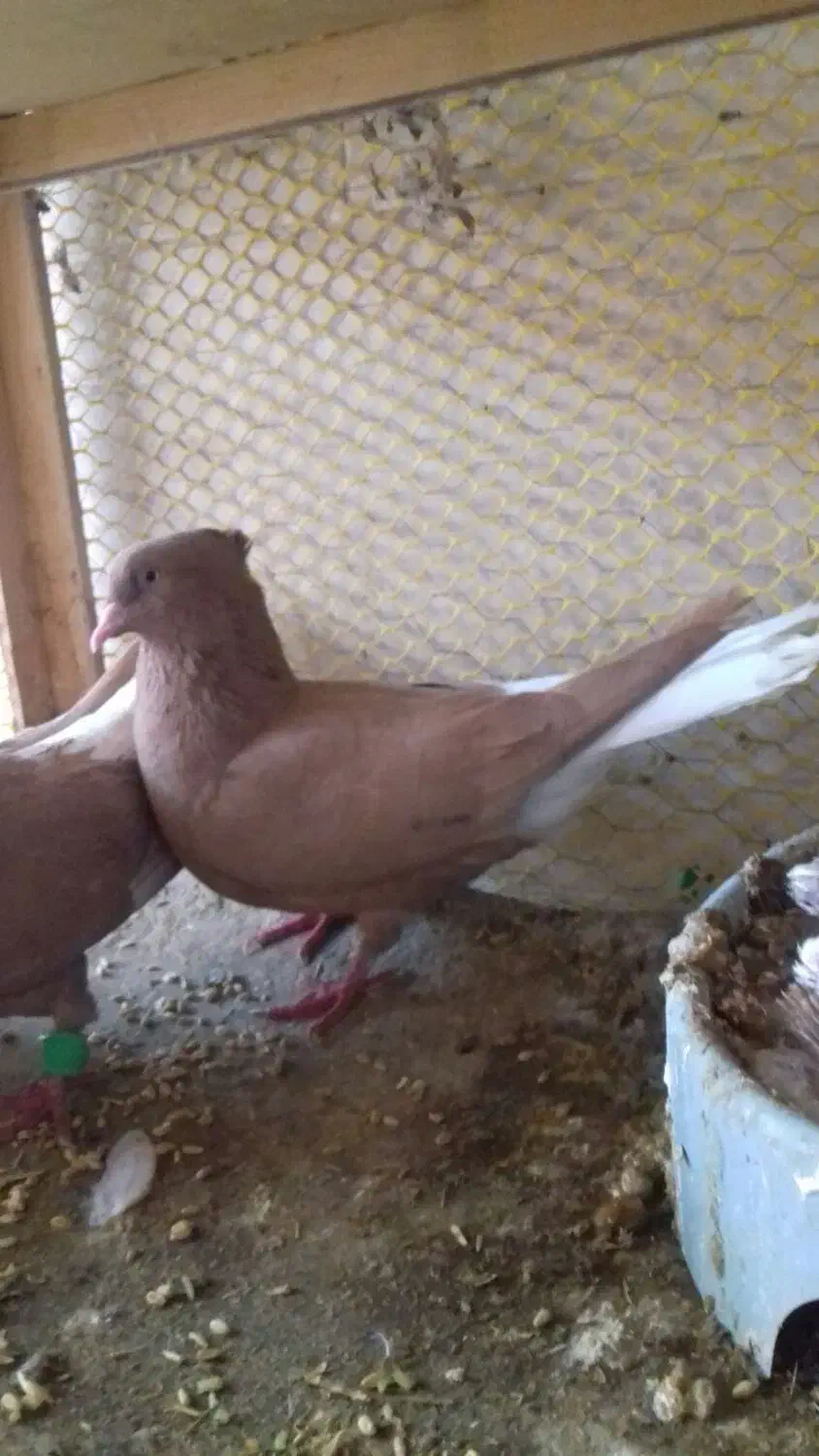 زرد دمسفید|پرنده|رامهرمز, |دیوار