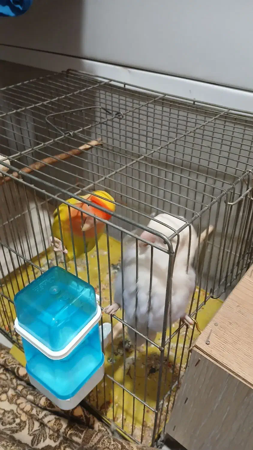 طوطی برزیلی مولد|پرنده|ملارد, |دیوار