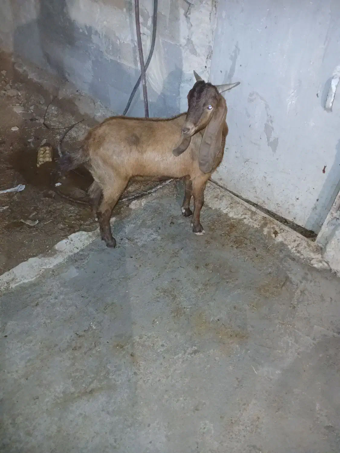 بز نر|حیوانات مزرعه|بندر ماهشهر, |دیوار