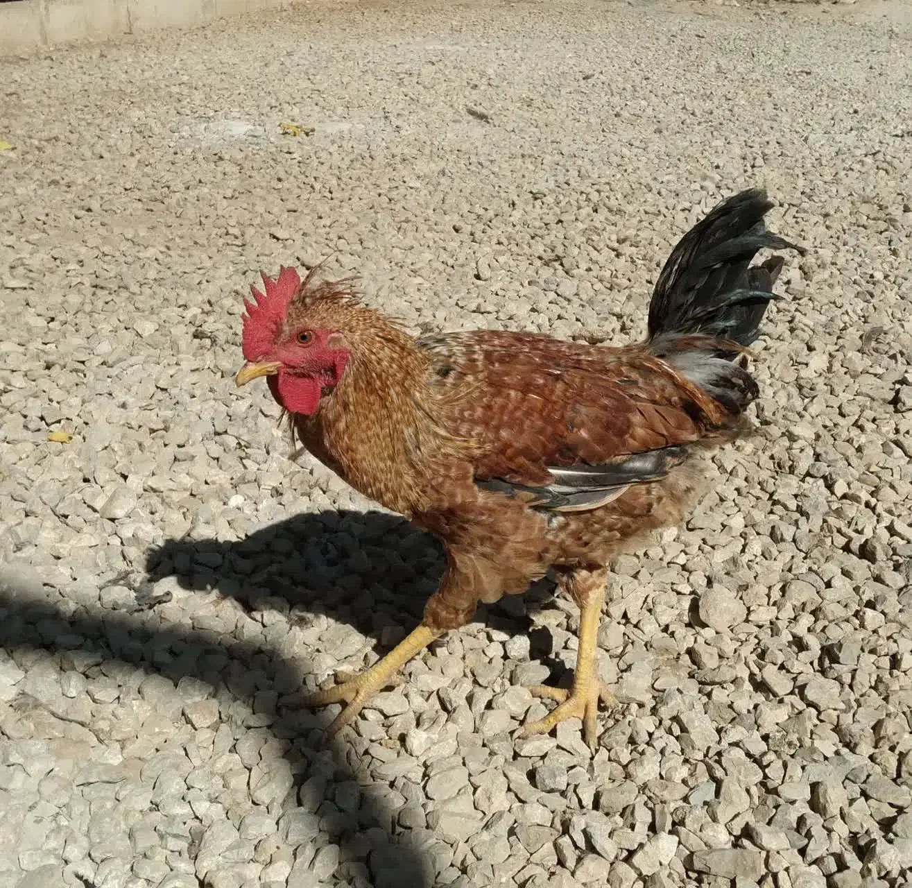 خروس محلی|حیوانات مزرعه|گیلان غرب, |دیوار